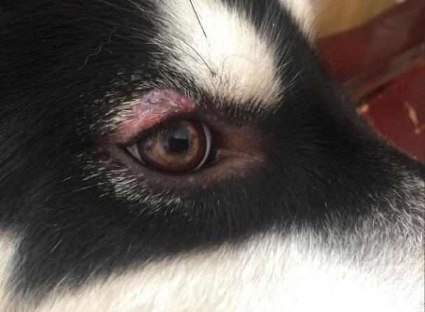 狗狗眼皮紅紅的原因