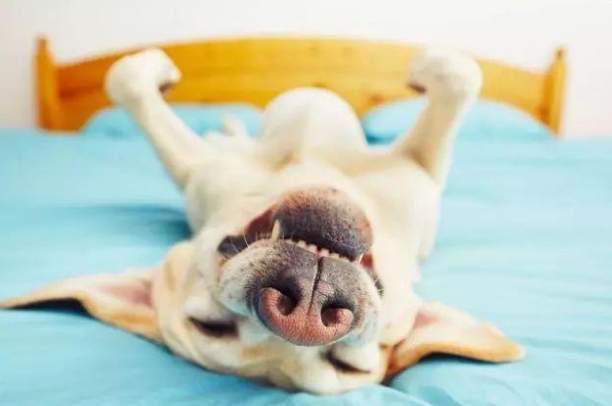 狗狗睡過夜訓練