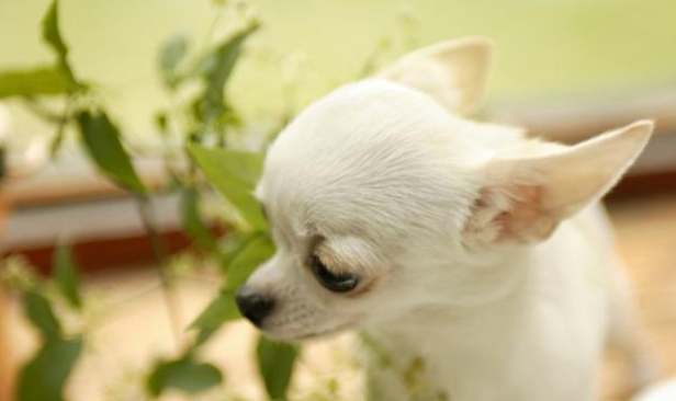 領養吉娃娃注意事項 領養吉娃娃注意事項