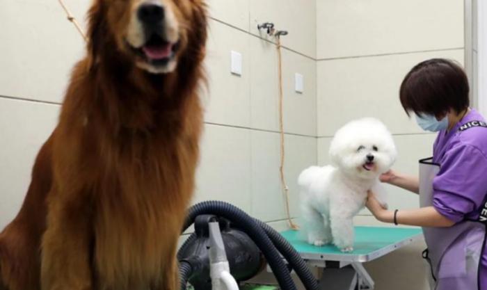 狗狗結紮後飲食