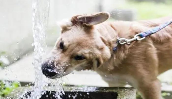 狗狗不喝水原因