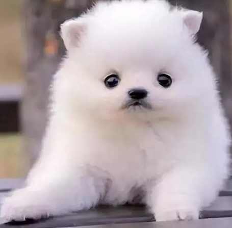 小型犬飼養 小型犬飼養