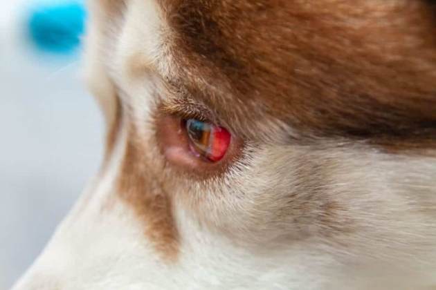 寵物眼部疾病