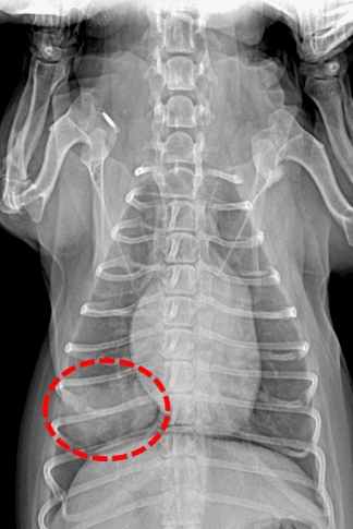 狗狗肺部腫瘤診斷