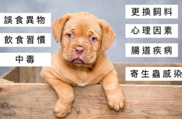 狗狗感冒拉肚子