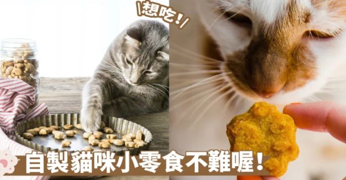 自製貓零食食譜