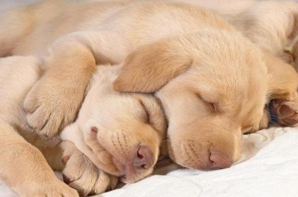 狗睡眠正常範圍 狗睡眠正常範圍