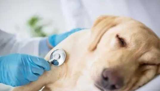 狗狗腫瘤治療 狗狗腫瘤治療