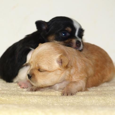 吉娃娃飼養 吉娃娃飼養