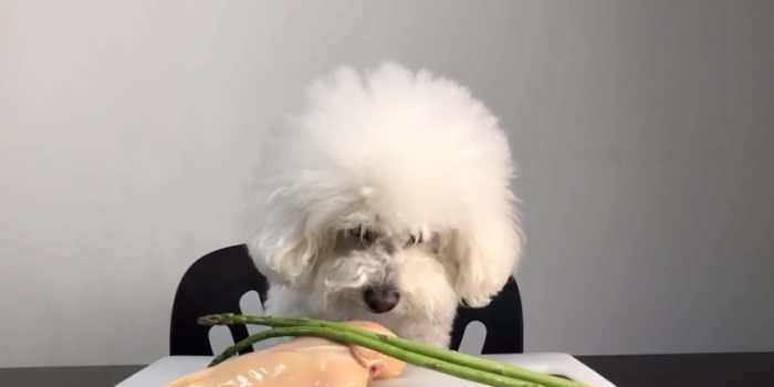 狗狗飲食安全 狗狗飲食安全