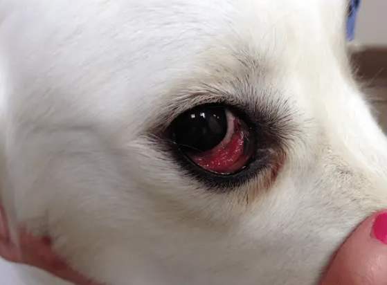 狗眼睛有紅點