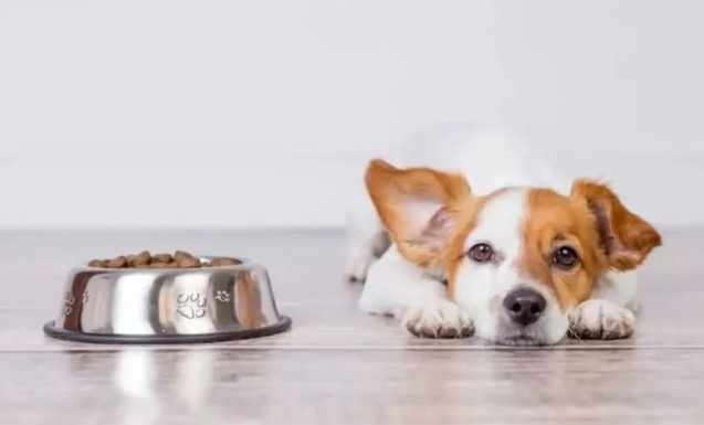 狗狗沒食慾原因