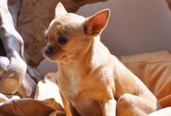 吉娃娃平均壽命 吉娃娃平均壽命