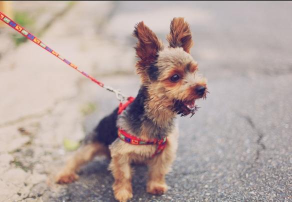 停止狗叫技巧 停止狗叫技巧