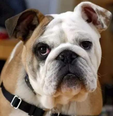 狗狗眼睛發紅原因 狗狗眼睛發紅原因