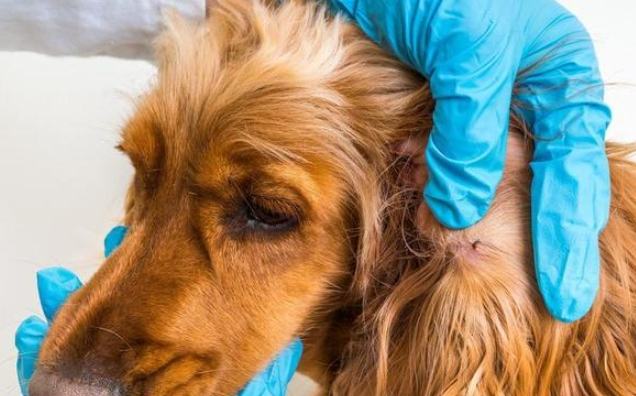 狗狗肺腺癌治療