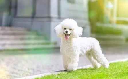 玩具貴賓標準體重 玩具貴賓標準體重