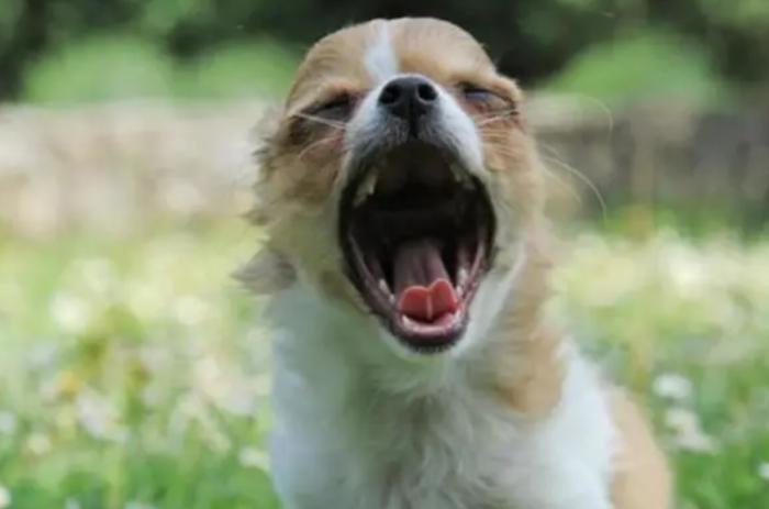 狗狗吠叫解決方法