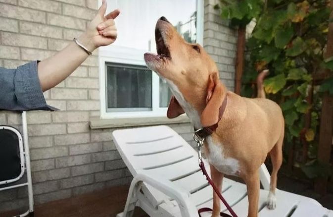 狗狗吠叫解決 狗狗吠叫解決