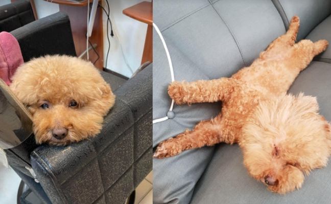 貴賓狗睡眠習慣 貴賓狗睡眠習慣