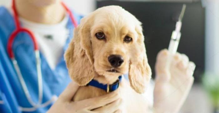 狗狗疫苗接種時間