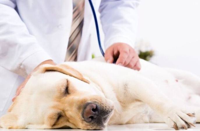 老狗腦瘤治療 老狗腦瘤治療