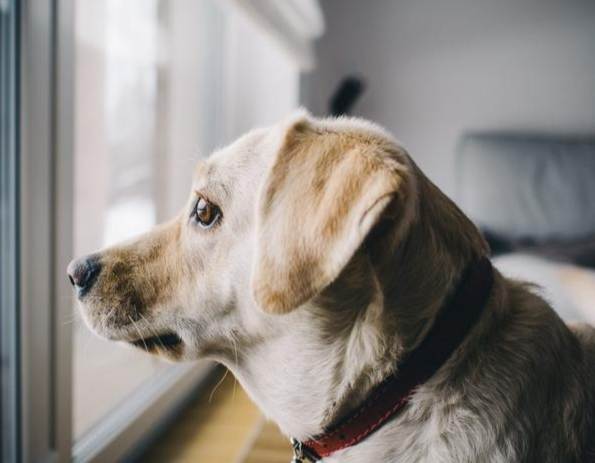 狗狗行為訓練 狗狗行為訓練