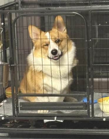 狗叫噪音處理 狗叫噪音處理