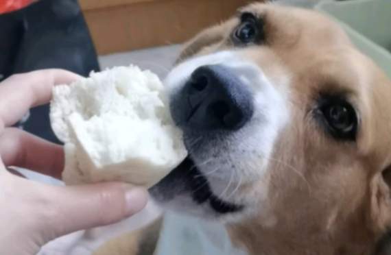 狗狗吃海帶 狗狗吃海帶