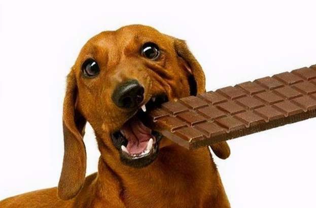 狗狗巧克力中毒 狗狗巧克力中毒