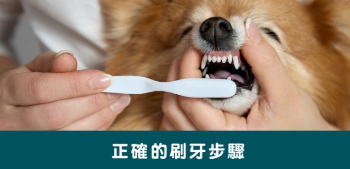 狗狗洗牙飲食注意 狗狗洗牙飲食注意