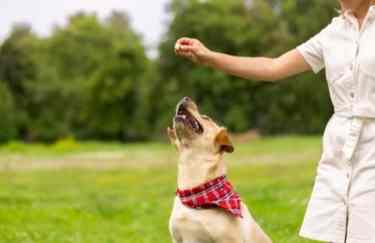 吠叫控制方法 吠叫控制方法