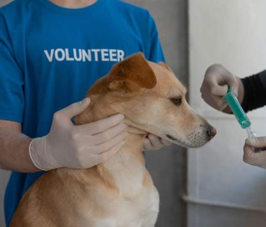 狗狗疫苗接種時間