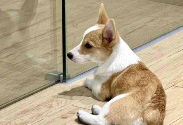 狗狗分離焦慮 狗狗分離焦慮