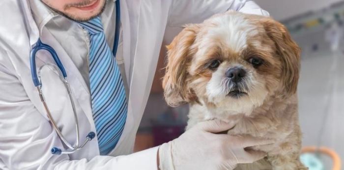 狗狗肺腺癌治療