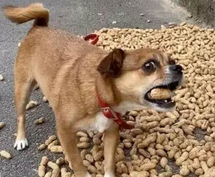 狗吃花生糖安全 狗吃花生糖安全