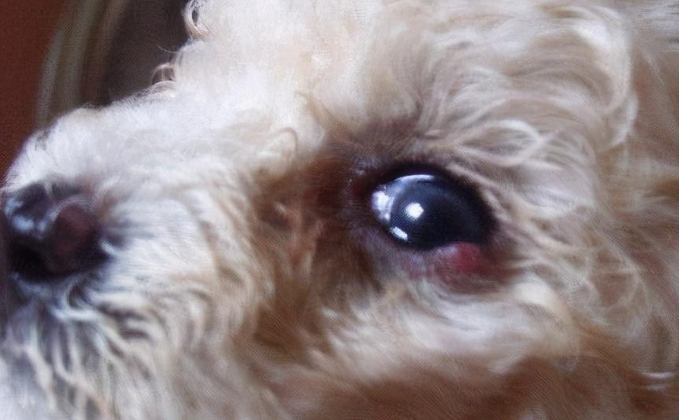 狗狗眼屎多原因