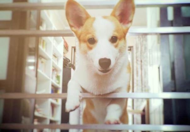 幼犬籠內訓練 幼犬籠內訓練