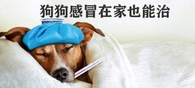 幼犬感冒照護方法