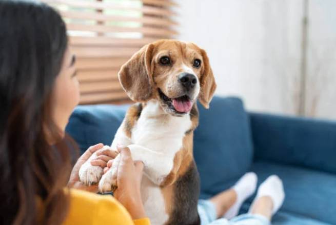 養狗前評估 養狗前評估