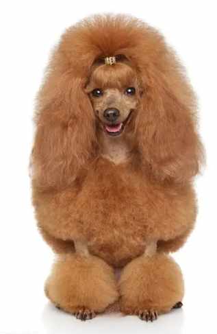 貴賓狗品種體型 貴賓狗品種體型