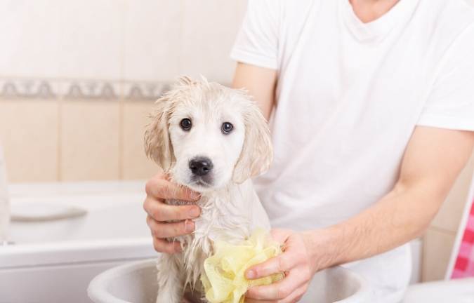 寵物美容價格 寵物美容價格