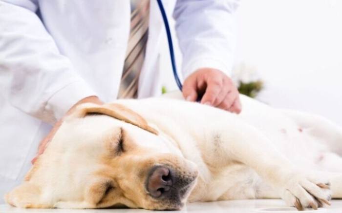 狗腦瘤失明症狀