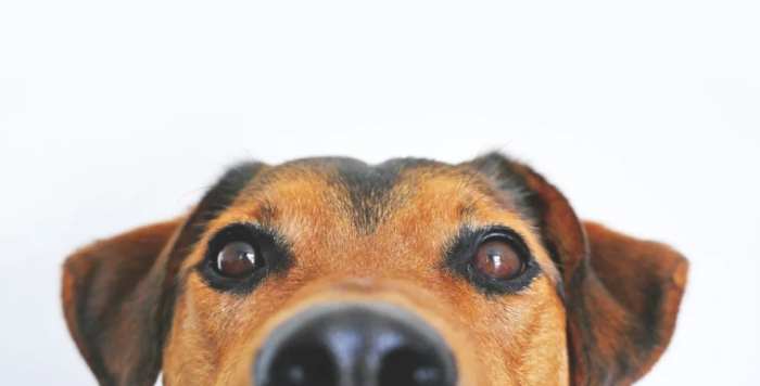 狗狗眼部疾病 狗狗眼部疾病