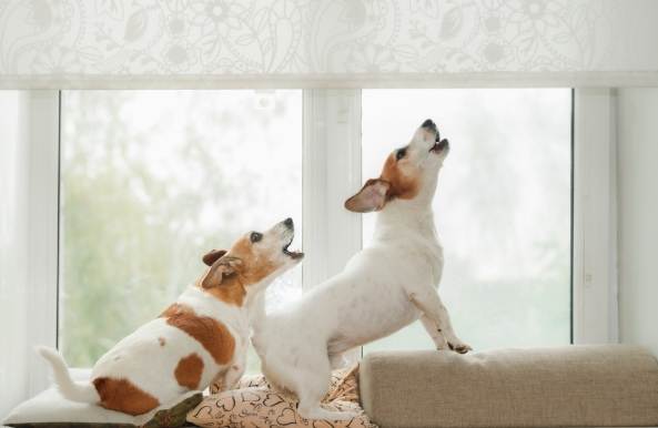 狗吠訓練方法 狗吠訓練方法