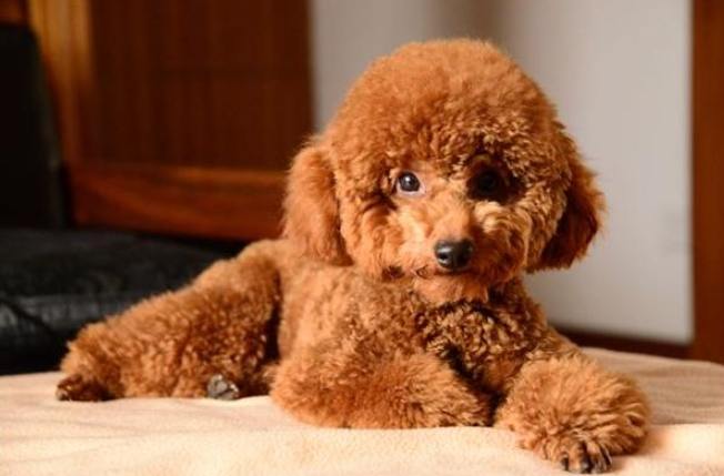 貴賓狗睡眠不足 貴賓狗睡眠不足