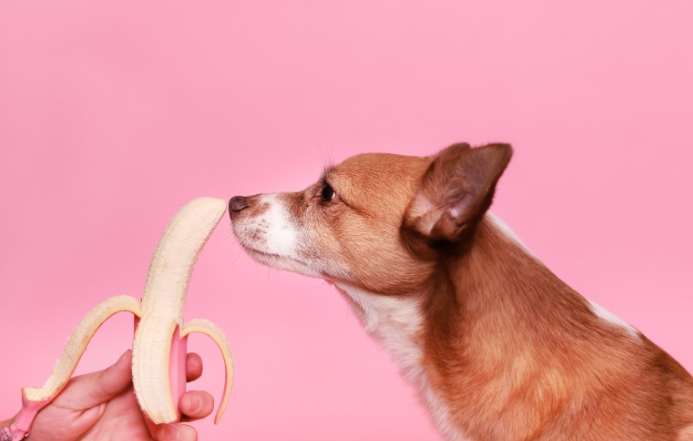 柴犬吃香蕉
