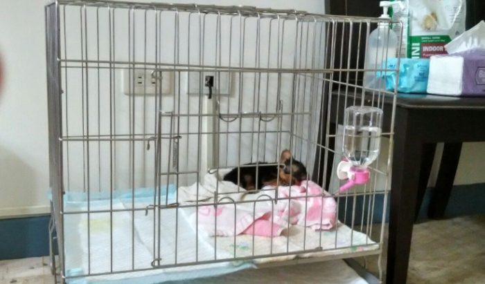 幼犬關籠多久合適