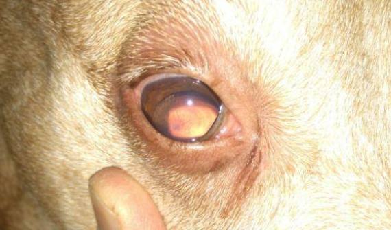 狗眼睛有紅點