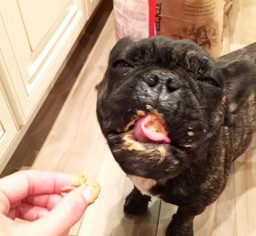 狗吃花生 狗吃花生